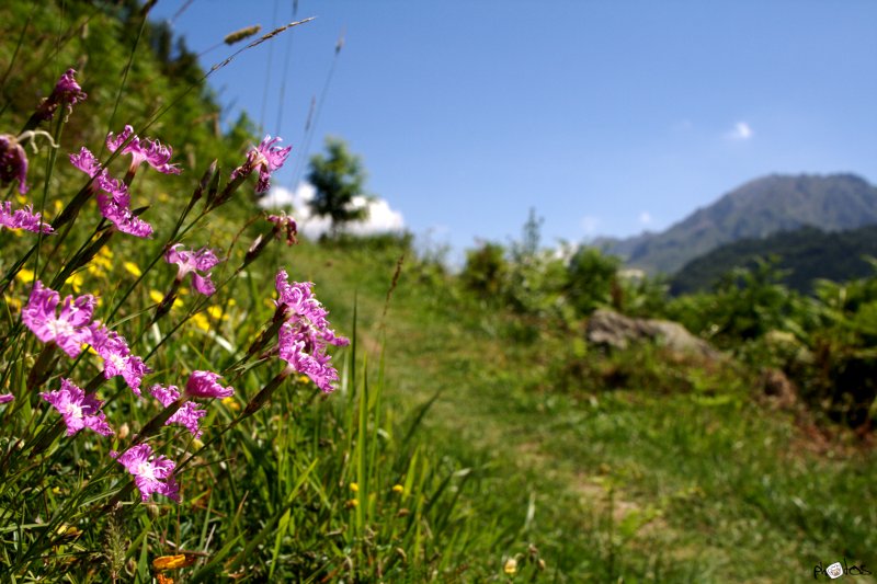 pyrenees flowers